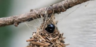 I THOUGHT THIS WAS JUST DEBRIS CAUGHT IN A WEB… UNTIL IT STARTED MOVING