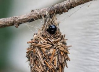 I THOUGHT THIS WAS JUST DEBRIS CAUGHT IN A WEB… UNTIL IT STARTED MOVING
