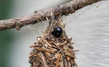 I THOUGHT THIS WAS JUST DEBRIS CAUGHT IN A WEB… UNTIL IT STARTED MOVING