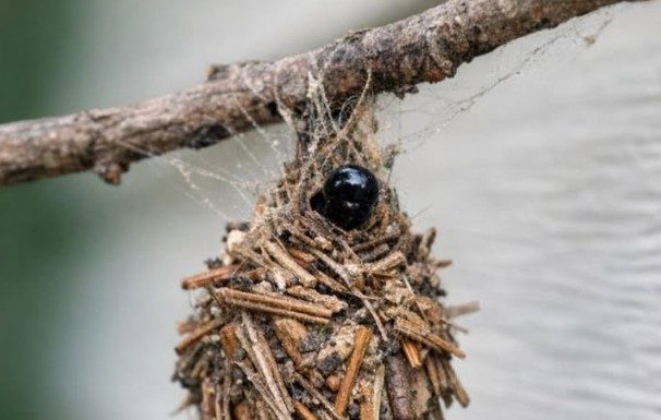 I THOUGHT THIS WAS JUST DEBRIS CAUGHT IN A WEB… UNTIL IT STARTED MOVING
