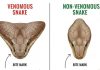 When bitten by a snake, you should do these things first