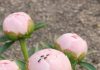 Got Peonies? 10 Things Experienced Gardeners Check Every May for Long-Lasting Cut Flowers