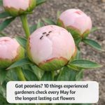 Got Peonies? 10 Things Experienced Gardeners Check Every May for Long-Lasting Cut Flowers