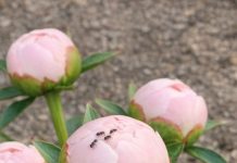 Got Peonies? 10 Things Experienced Gardeners Check Every May for Long-Lasting Cut Flowers