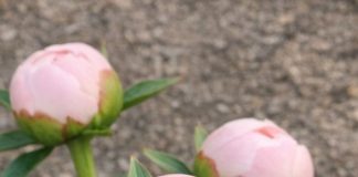 Got Peonies? 10 Things Experienced Gardeners Check Every May for Long-Lasting Cut Flowers
