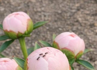 Got Peonies? 10 Things Experienced Gardeners Check Every May for Long-Lasting Cut Flowers