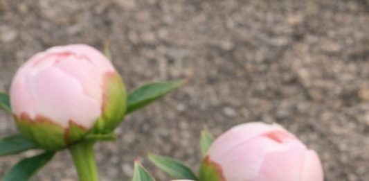 Got Peonies? 10 Things Experienced Gardeners Check Every May for Long-Lasting Cut Flowers