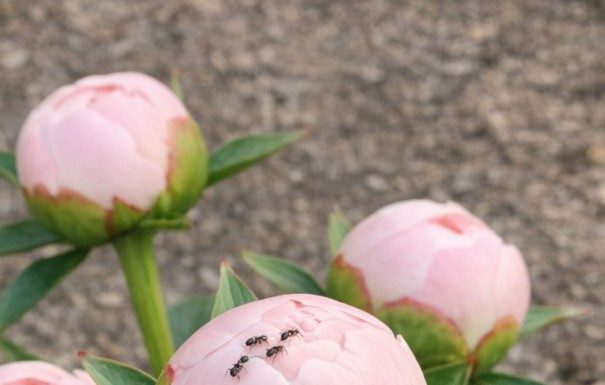 Got Peonies? 10 Things Experienced Gardeners Check Every May for Long-Lasting Cut Flowers