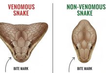 When bitten by a snake, you should do these things first