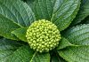 Got Hydrangeas? 8 May Fertilizer Rules That Can Turn Small Buds Into Huge Summer Blooms