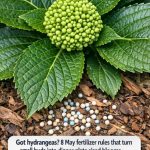 Got Hydrangeas? 8 May Fertilizer Rules That Can Turn Small Buds Into Huge Summer Blooms