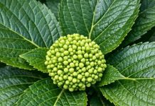 Got Hydrangeas? 8 May Fertilizer Rules That Can Turn Small Buds Into Huge Summer Blooms