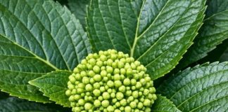 Got Hydrangeas? 8 May Fertilizer Rules That Can Turn Small Buds Into Huge Summer Blooms