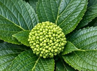Got Hydrangeas? 8 May Fertilizer Rules That Can Turn Small Buds Into Huge Summer Blooms