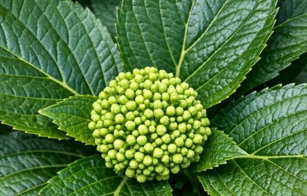 Got Hydrangeas? 8 May Fertilizer Rules That Can Turn Small Buds Into Huge Summer Blooms