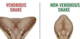 When bitten by a snake, you should do these things first