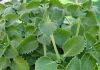 A Scientific Look at Oregano’s Role in Supporting Wellness