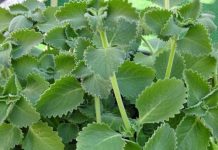 A Scientific Look at Oregano’s Role in Supporting Wellness