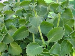 A Scientific Look at Oregano’s Role in Supporting Wellness