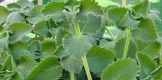 A Scientific Look at Oregano’s Role in Supporting Wellness
