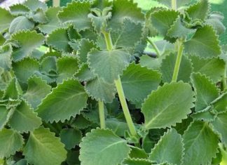 A Scientific Look at Oregano’s Role in Supporting Wellness
