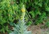 Stumble upon this plant and you’ve struck gold. Most folks walk right past it without a clue