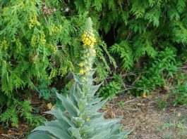 Stumble upon this plant and you’ve struck gold. Most folks walk right past it without a clue