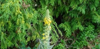 Stumble upon this plant and you’ve struck gold. Most folks walk right past it without a clue