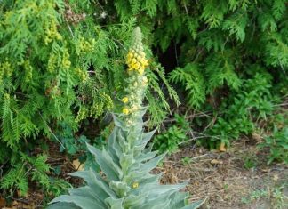 Stumble upon this plant and you’ve struck gold. Most folks walk right past it without a clue