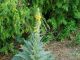 Stumble upon this plant and you’ve struck gold. Most folks walk right past it without a clue