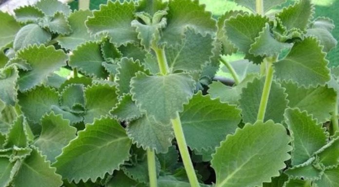 A Scientific Look at Oregano’s Role in Supporting Wellness
