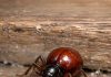 Found this shiny, round bug in my cupboard. At first glance I thought it was a tick or a small spider, but it only has six legs and long antennae. Should I be worried about my food?