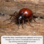 Found this shiny, round bug in my cupboard. At first glance I thought it was a tick or a small spider, but it only has six legs and long antennae. Should I be worried about my food?