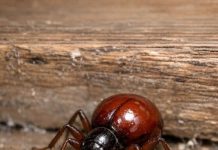 Found this shiny, round bug in my cupboard. At first glance I thought it was a tick or a small spider, but it only has six legs and long antennae. Should I be worried about my food?