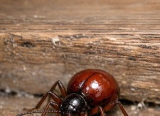 Found this shiny, round bug in my cupboard. At first glance I thought it was a tick or a small spider, but it only has six legs and long antennae. Should I be worried about my food?