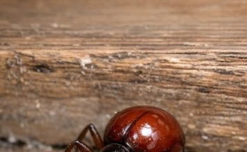 Found this shiny, round bug in my cupboard. At first glance I thought it was a tick or a small spider, but it only has six legs and long antennae. Should I be worried about my food?