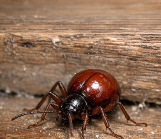 Found this shiny, round bug in my cupboard. At first glance I thought it was a tick or a small spider, but it only has six legs and long antennae. Should I be worried about my food?