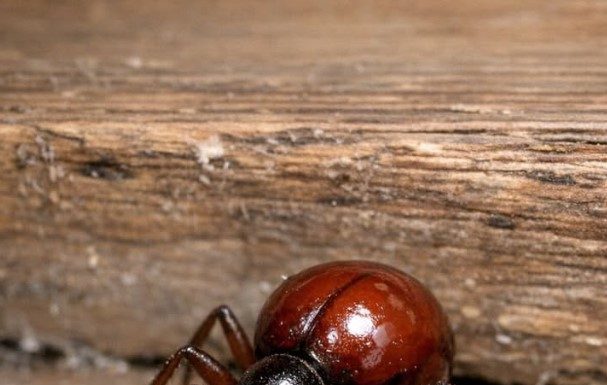 Found this shiny, round bug in my cupboard. At first glance I thought it was a tick or a small spider, but it only has six legs and long antennae. Should I be worried about my food?