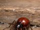 Found this shiny, round bug in my cupboard. At first glance I thought it was a tick or a small spider, but it only has six legs and long antennae. Should I be worried about my food?