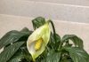 Got peace lily? 10 must dos in May before your plant stops blooming entirely