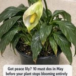 Got peace lily? 10 must dos in May before your plant stops blooming entirely