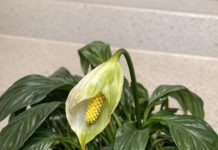 Got peace lily? 10 must dos in May before your plant stops blooming entirely