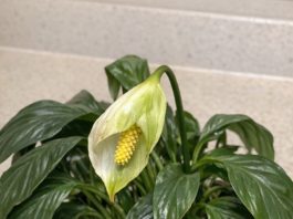 Got peace lily? 10 must dos in May before your plant stops blooming entirely