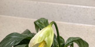 Got peace lily? 10 must dos in May before your plant stops blooming entirely