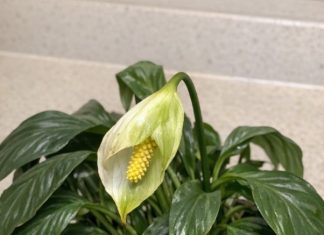 Got peace lily? 10 must dos in May before your plant stops blooming entirely