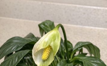 Got peace lily? 10 must dos in May before your plant stops blooming entirely