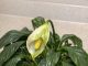 Got peace lily? 10 must dos in May before your plant stops blooming entirely