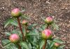 Got peonies? 9 critical things you must do this May to support heavy blooms before they flop over