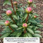 Got peonies? 9 critical things you must do this May to support heavy blooms before they flop over