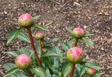 Got peonies? 9 critical things you must do this May to support heavy blooms before they flop over